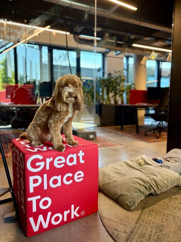 De kantoorhond op de Great Place To Work-kubus, in het kantoor van Harmony.